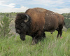 North Dakota, Theodore Roosevelt Park